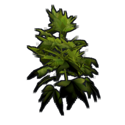 Hemp